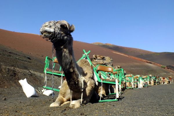 Visite de Lanzarote Volcano Short Sud