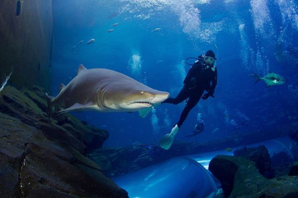 L'aquarium de Lanzarote nage avec les requins