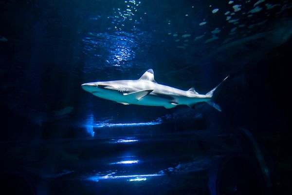 Aquarium de Lanzarote