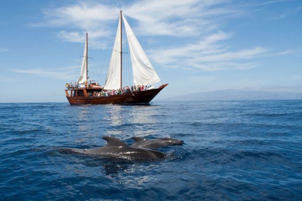 Shogún Boat Tenerife Package