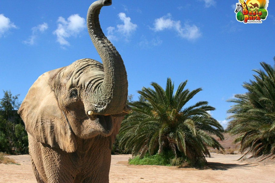 Attraction touristique de Fuerteventura