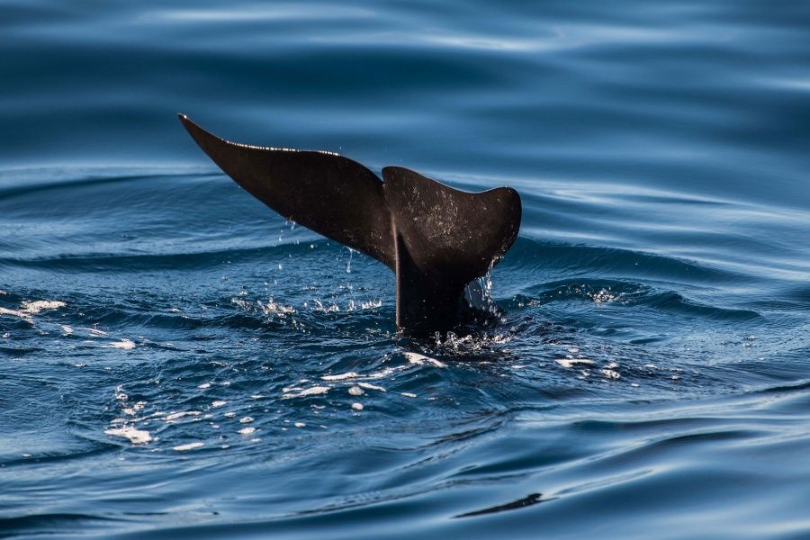 abrazo-tenerife-dolphin-boat-trip5_l