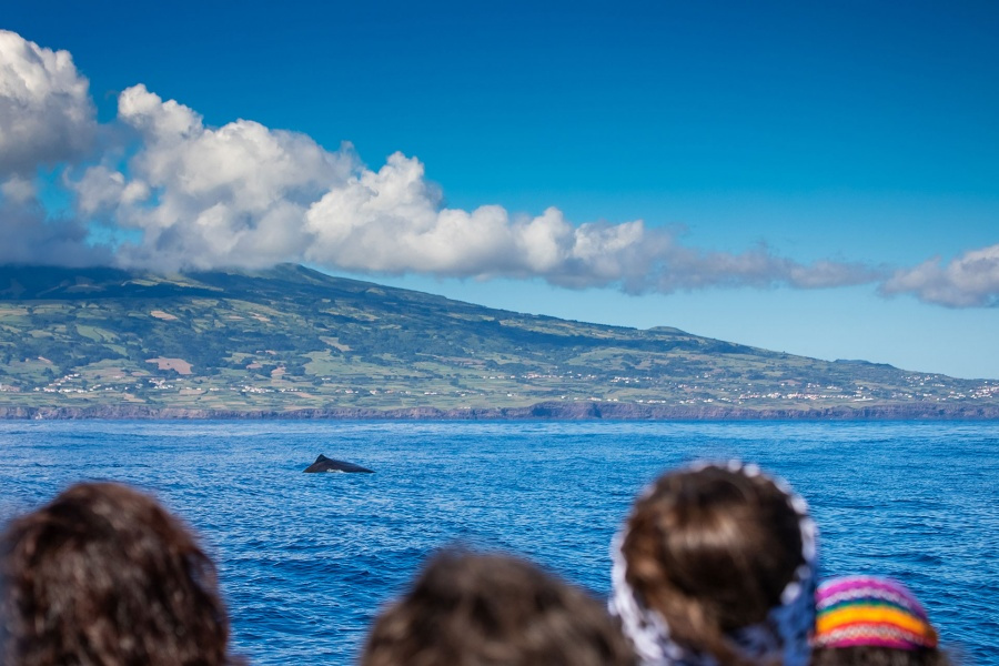 whale-watching-gran-canaria_3_l