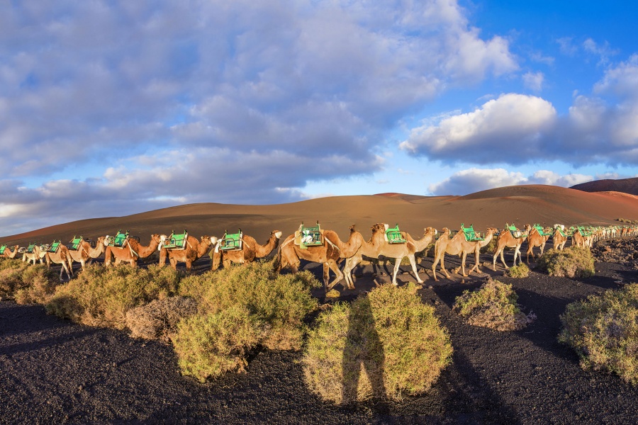 camel-ride-lanzarote-tour_4