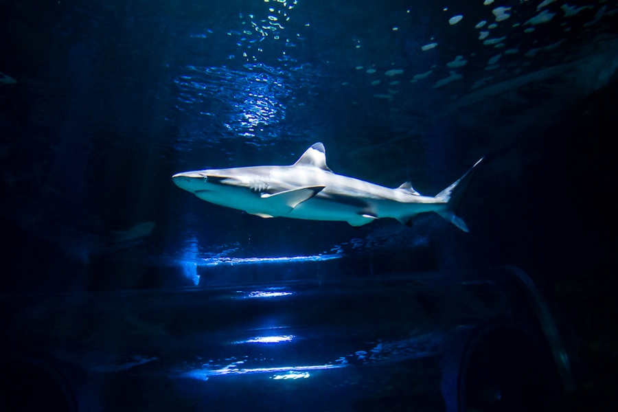 swim-with-sharks-in-lanzarote_4