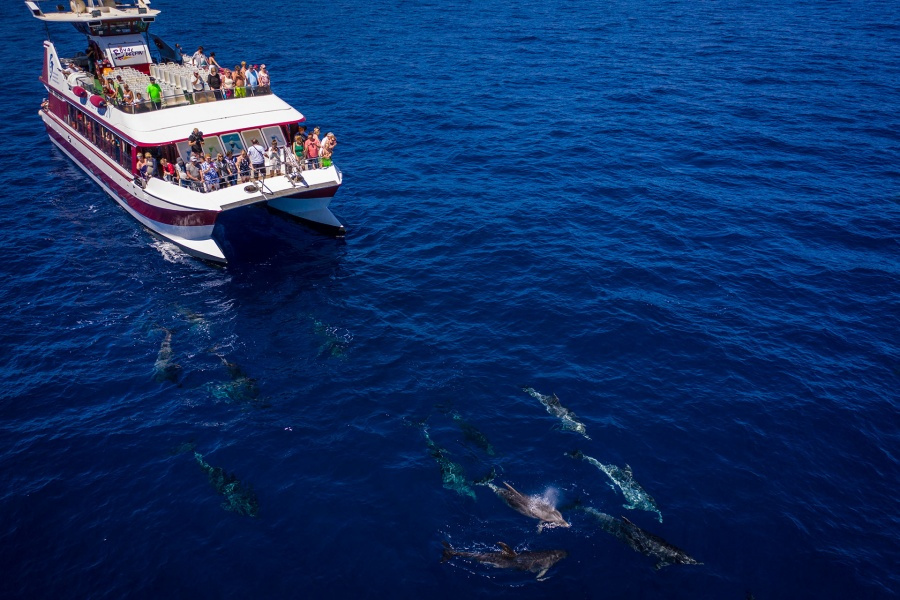 whale-watching-tenerife_7_l-1