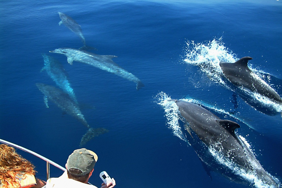 afrikat-catamaran-gran-canaria_4_l