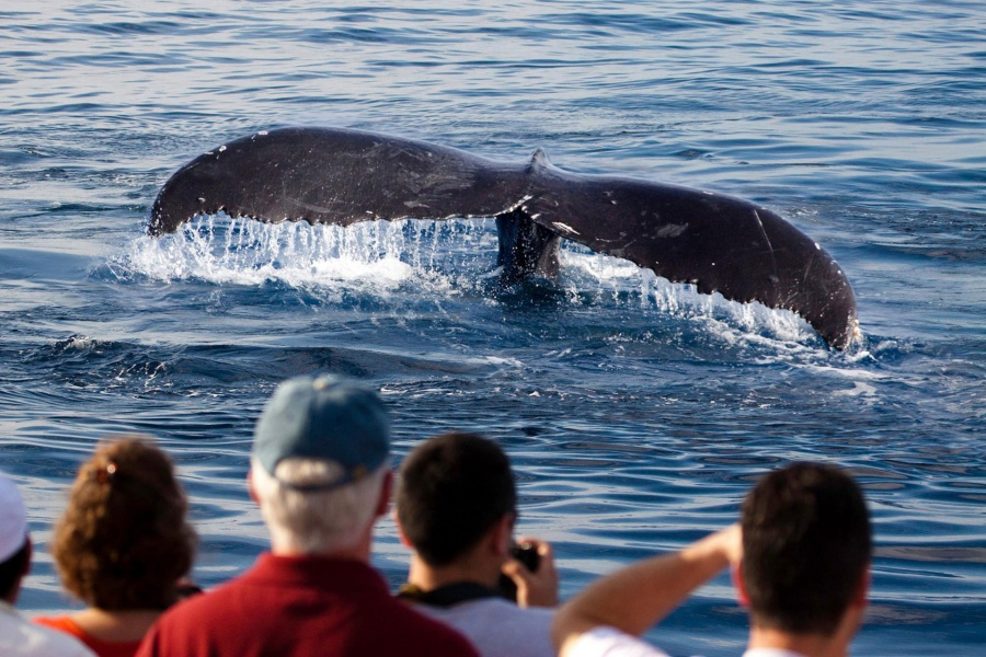 whale-watching-gran-canaria_4_l