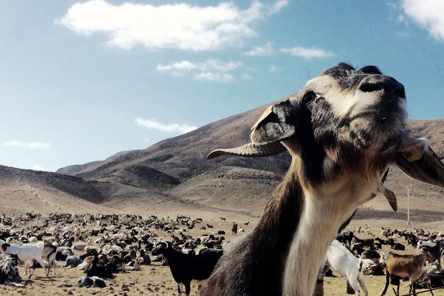 fuerteventura-sightseeing-tour_4_l