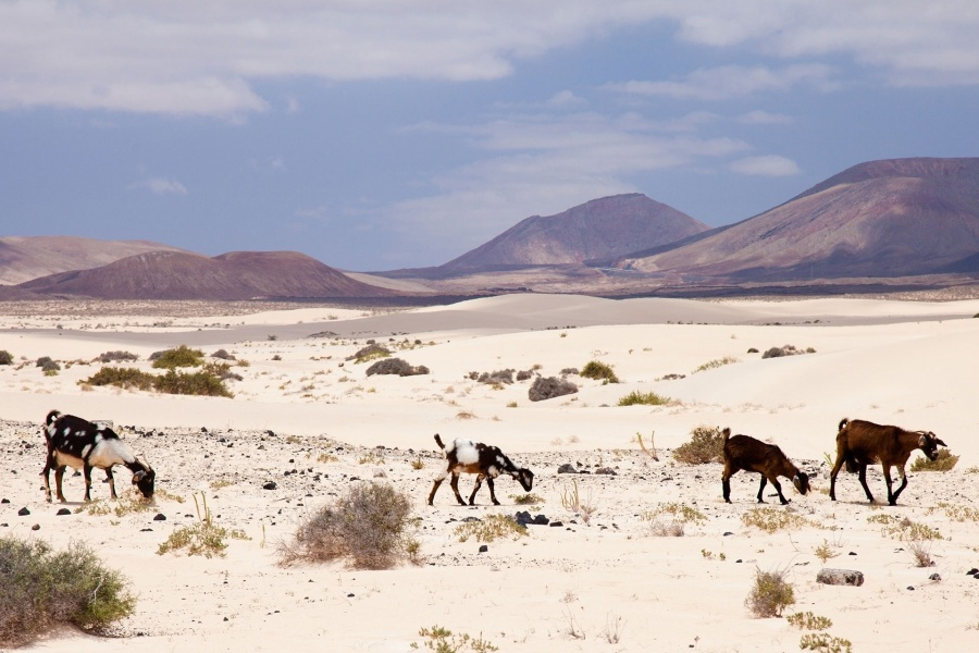 fuerteventura-tour-in-jeeps-to-the-north_4_l