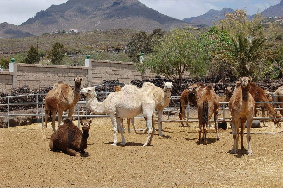 camel-park-tenerife-excursion-30-mins4_l