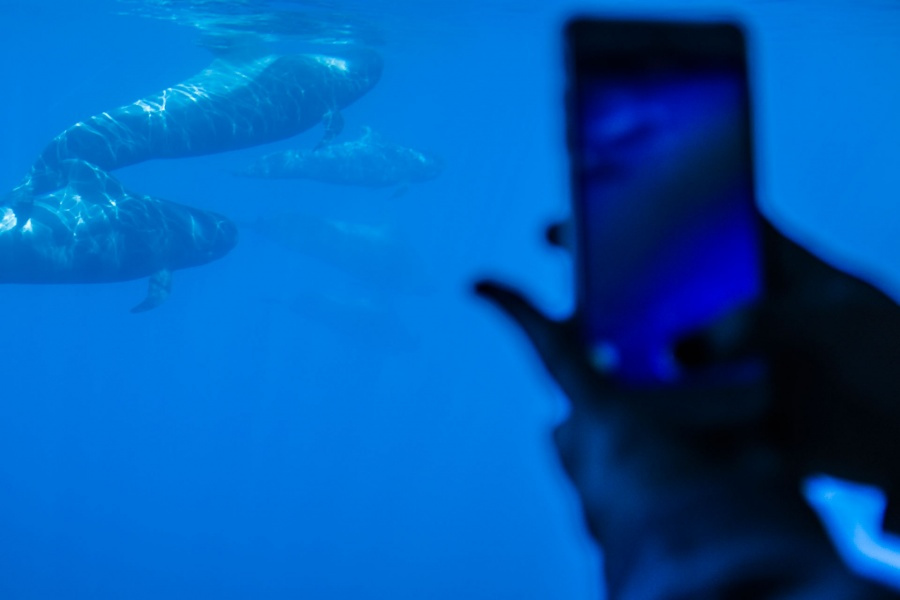 whale-watching-tenerife_14_l