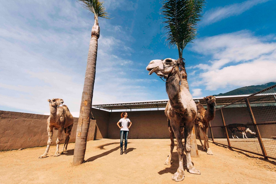 camel-ride-gran-canaria-tour_5_l