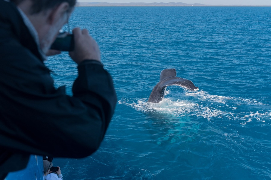 whale-watching-gran-canaria_5_l