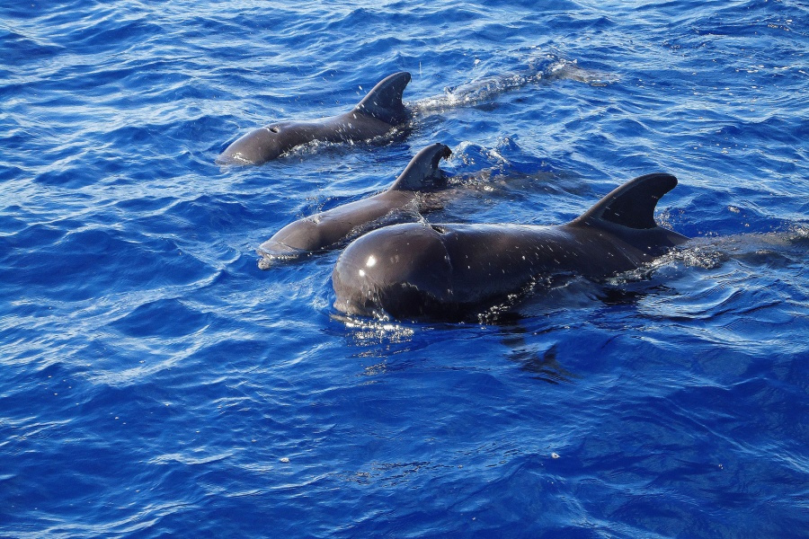 afternoon-dolphin-spotting-gran-canaria_5_l