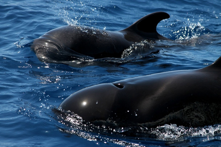 whale-watching-tenerife_6_l